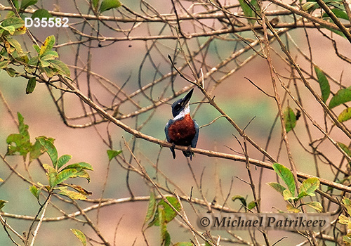 Ringed Kingfisher (Megaceryle torquata)